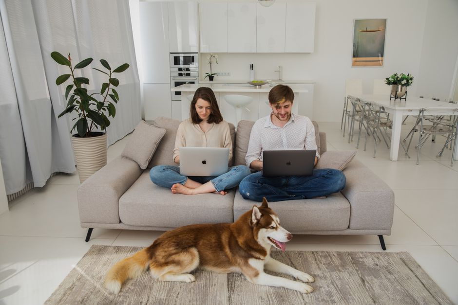 Young couple working on laptops in a stylish living room with a resting dog, showcasing modern home office.